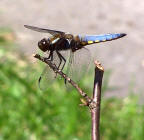 broad bodied chaser