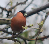 the endangered bullfinch